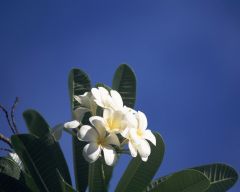 Tapeta Nature Flowers 160.jpg